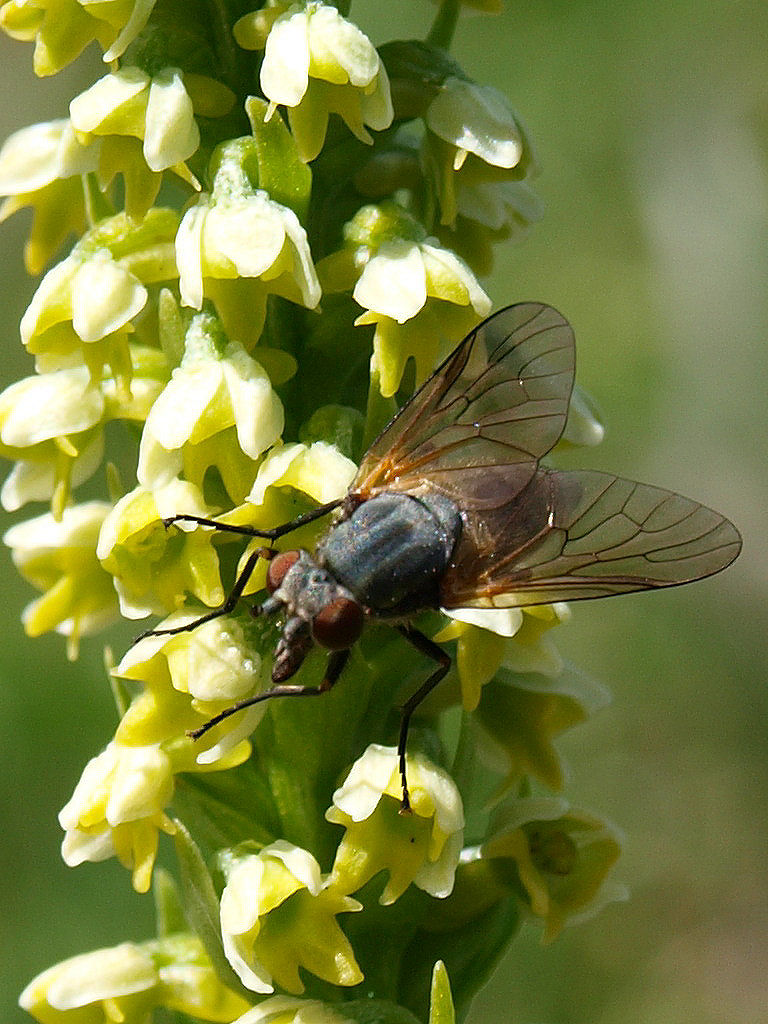 Pseudorchis albida dal Passo Giau